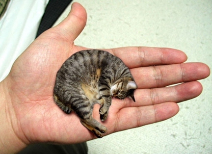 Мистер Пибблз (Mr. Peebles) – самый маленький кот в мире