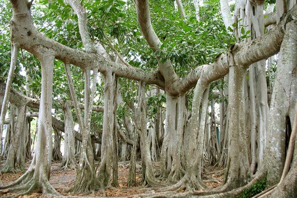 Фикус Бенгальский (Ficus benghalensis)