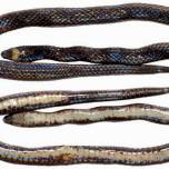 Биологи открыли новый вид роющих змей