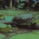 Новый вид гигантской черепахи из позднего плейстоцена назвали в честь персонажа стивена кинга