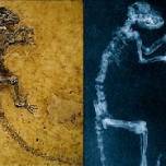 Ученые нашли в германии "недостающее звено" между обезьяной и человеком