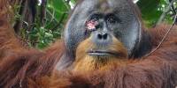 Человекообразные обезьяны впервые обработали рану лекарственным растением