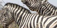 Зачем зебры покачивают головой