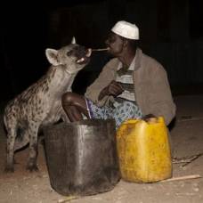 Почему эфиопы проявляют любовь к гиенам