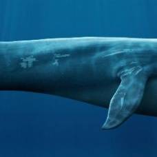 Синие киты находят новые способы общаться в шумном океане