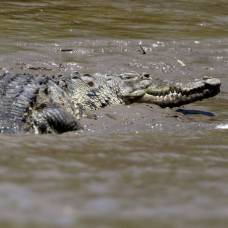 В зимбабве крокодилы напали на лодку с туристами