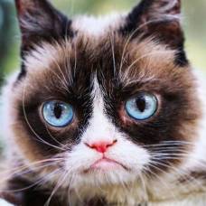 Сердитой кошки или grumpy cat не стало 14 мая