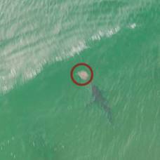 Акула поохотилась на ската рядом с полным людей пляжем и попала на видео