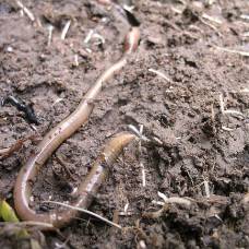 Дождевые черви вредят лесной почве